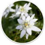 albaspine