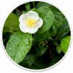 camellia-sinensis