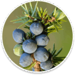 conifer-berry